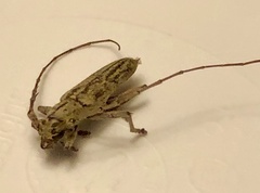 Elaphidion mucronatum