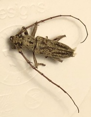 Elaphidion mucronatum