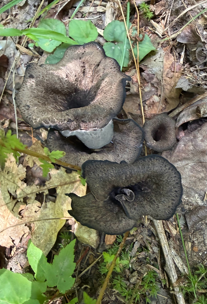 Eastern Black Trumpet · July 2026 · photo: Photo: (c) marciem, some rights reserved (CC BY) · iNaturalist