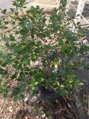 Psidium cattleyanum