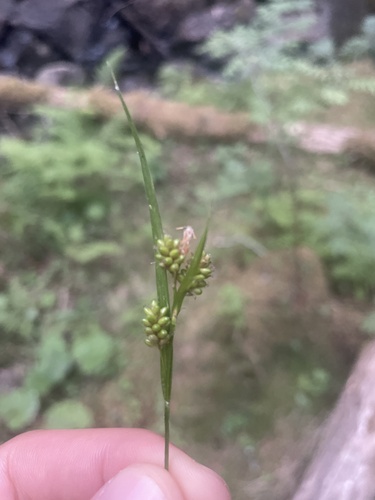 pale sedge