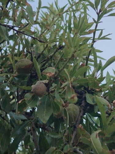 Almond