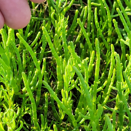 Salicornia perennis, photograph 4