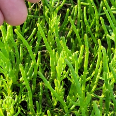 author not stated, no rights reserved Salicornia perennis, photograph author not stated, no rights reserved