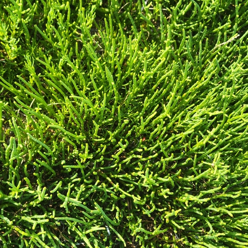 Salicornia perennis, photograph 5