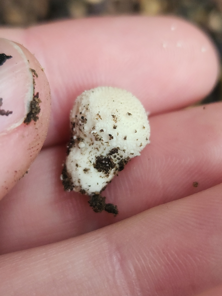 common puffball · June 2026 · photo: Photo: (c) Alex Reitan, some rights reserved (CC BY) · iNaturalist