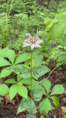 Monarda russeliana