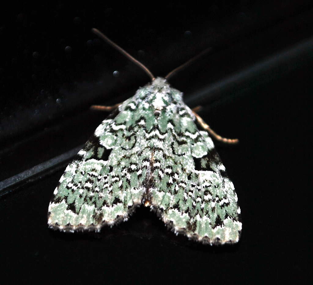 Green Leuconycta Moth