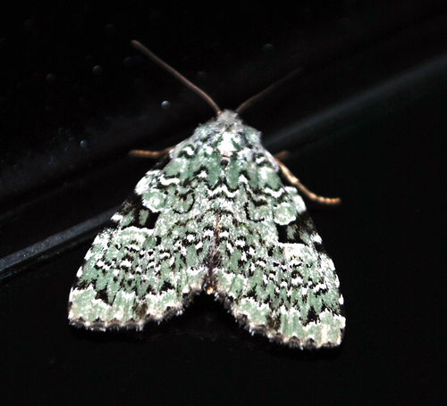 Green Leuconycta Moth