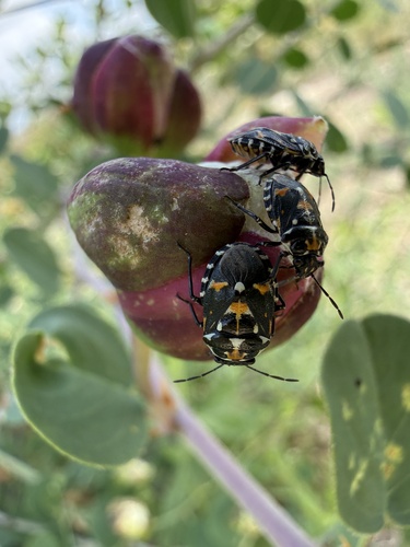 Stenozygum coloratum