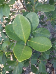 Psidium cattleyanum