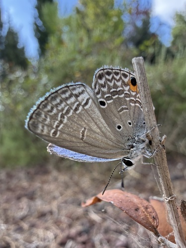 Plains Cupid