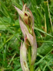 Serapias parviflora image