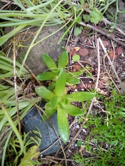 Dudleya farinosa