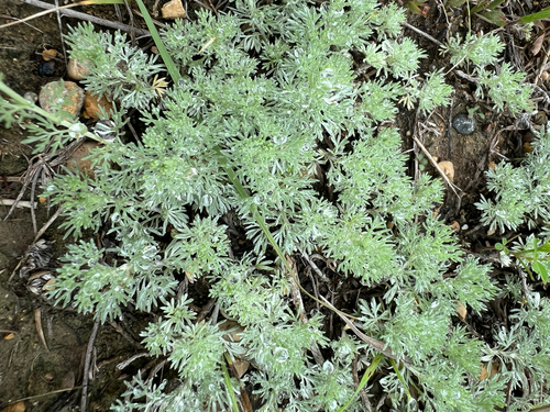 fringed sagebrush