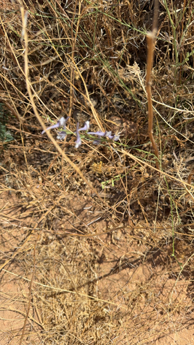 Delphinium gracile