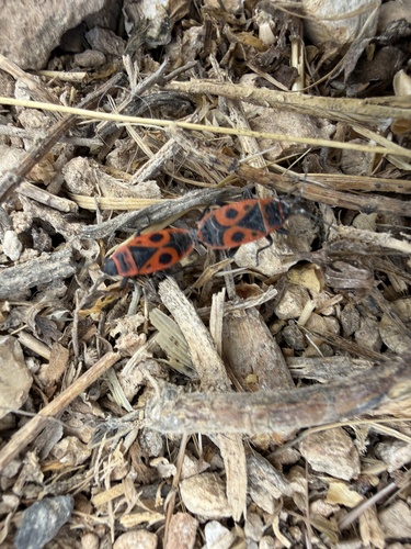 European Firebug