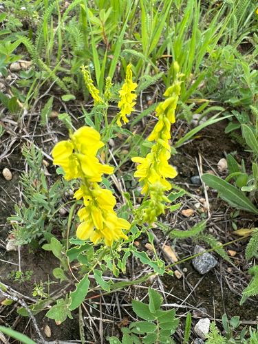 Yellow Sweetclover