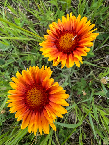 great blanketflower