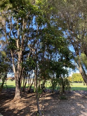 Pseudopanax arboreus