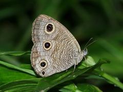 Ypthima multistriata