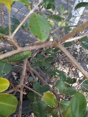 Psidium cattleyanum