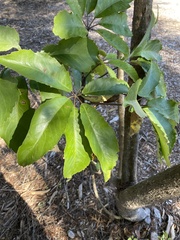 Pseudopanax arboreus