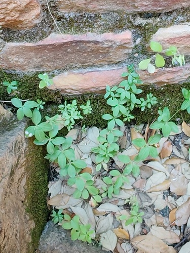 Galium scabrum