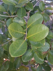 Psidium cattleyanum