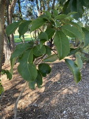 Pseudopanax arboreus