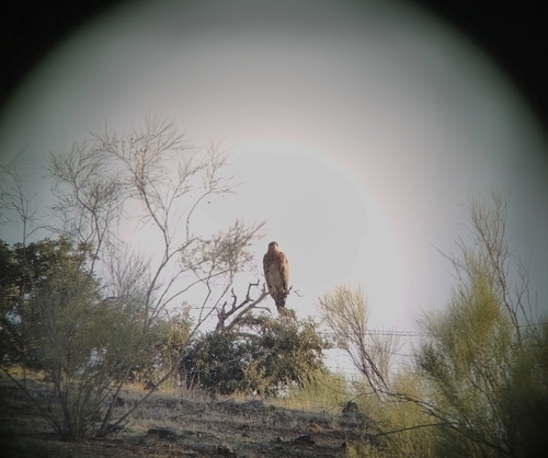 Spanish Eagle