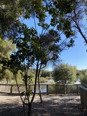 Pseudopanax arboreus