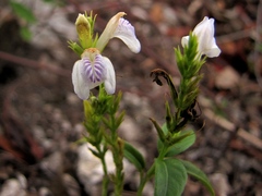 Justicia breviflora