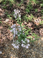 Penstemon arkansanus