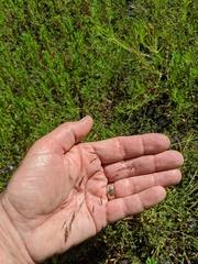 Deschampsia danthonioides