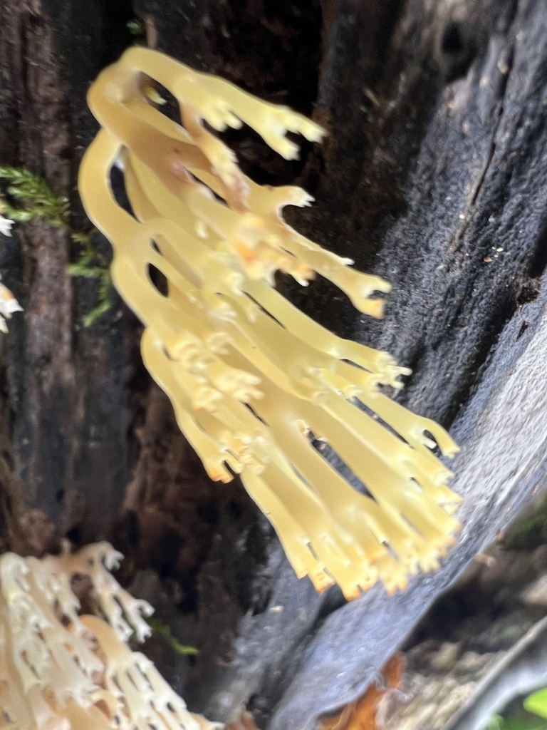 crown-tipped coral fungus · July 2026 · photo: Photo: (c) Mark Richman, some rights reserved (CC BY) · iNaturalist