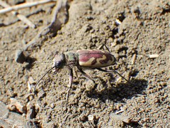Cicindela lengi versuta