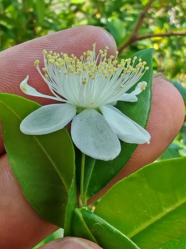 myrtle