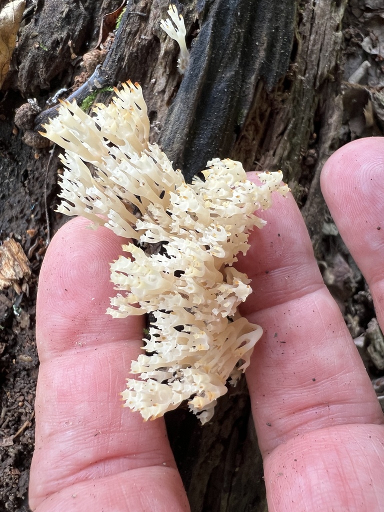 crown-tipped coral fungus · July 2026 · photo: Photo: (c) Mark Richman, some rights reserved (CC BY) · iNaturalist