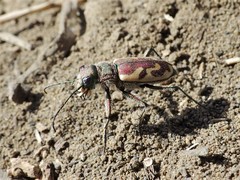 Cicindela lengi versuta