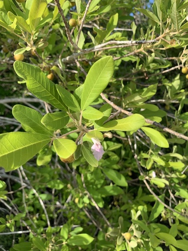Vitex mollis, photograph 4