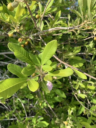 Vitex mollis, photograph 6