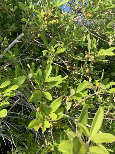 Vitex mollis, photograph 5