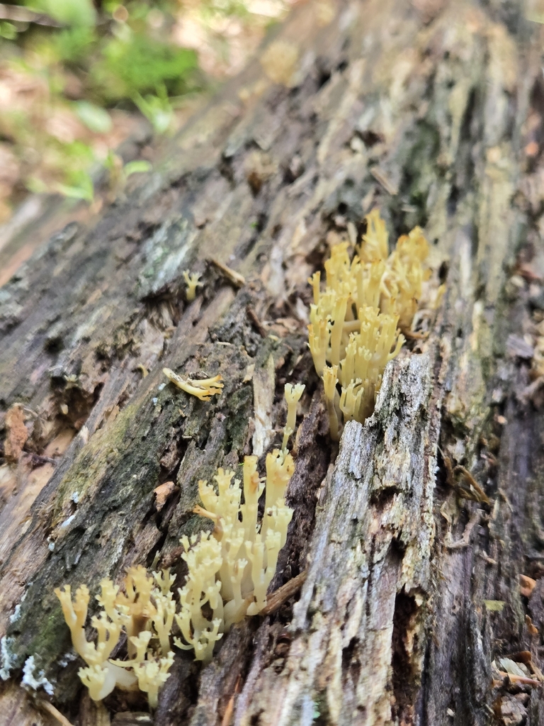crown-tipped coral fungus · July 2026 · photo: Photo: (c) Alexander Diaz, some rights reserved (CC BY) · iNaturalist