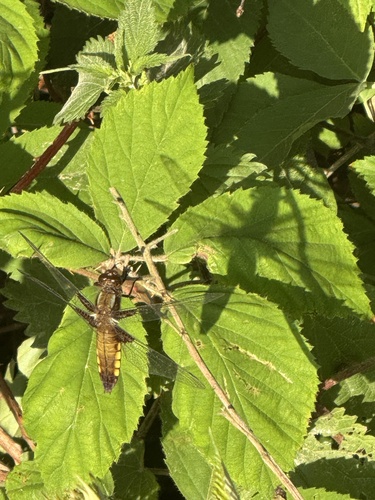 Broad-bodied Chaser