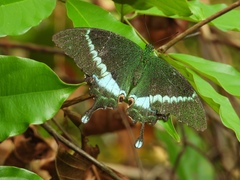 Papilio crino