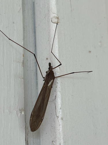 iNaturalist observation photo of Giant Western Crane Fly