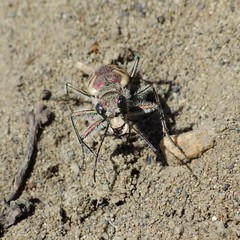 Cicindela lengi versuta
