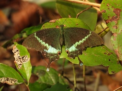 Papilio crino