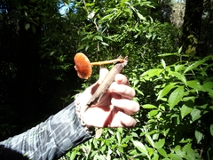 Hydnangiaceae